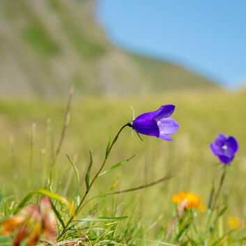 Migrolino bereitet Wunderlampe Weihnachtsgeschenk