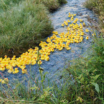 Gummienten liefern sich auf der Kander ein Wettrennen zu Gunsten der Wunderlampe