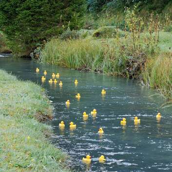 Gummienten liefern sich auf der Kander ein Wettrennen zu Gunsten der Wunderlampe
