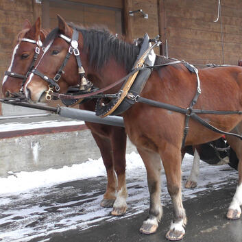 Insieme Feriengäste 