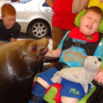 1221 Stiftung Wunderlampe_Seelöwen_2