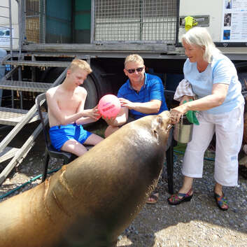 1569 Stiftung Wunderlampe_Seelöwe_1