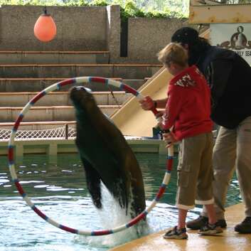 189 Stiftung Wunderlampe_Seelöwentrainer_Knies Kinderzoo_2