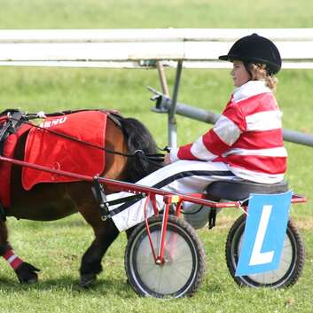 249 Stiftung Wunderlampe_tierbegegnung_Pferd_1