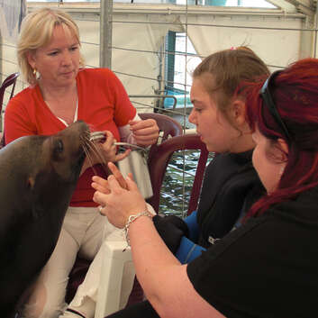 302 Stiftung Wunderlampe_Seelowen_1302 Stiftung Wunderlampe_Seelowen_2