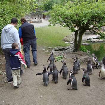 673 Stiftung Wunderlampe_Pinguine_Zoo Zürich_2
