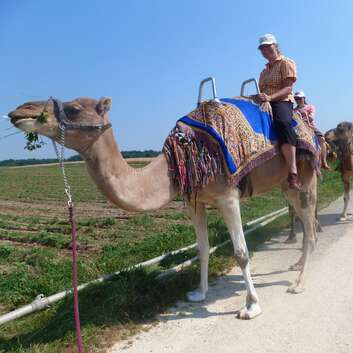 721 Stiftung Wunderlampe_Kamel_1