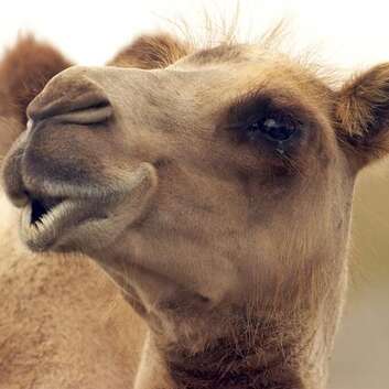 721 Stiftung Wunderlampe_Kamel_3