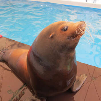 750/886 Stiftung Wunderlampe_Seelöwen_2